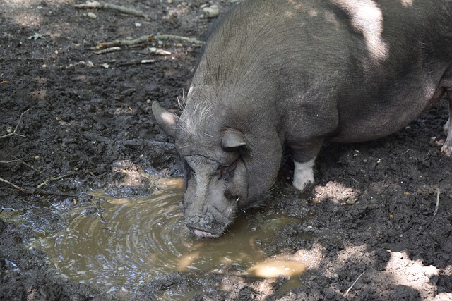球足球的未 球足球的未